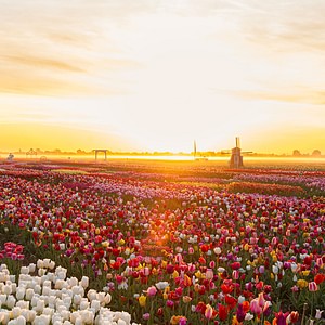 The Tulip Experience Amsterdam: Ticket only