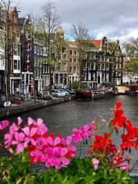 Keukenhof photography tips