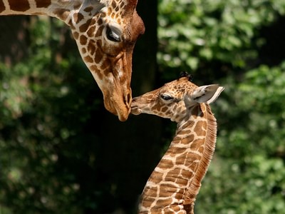 Artis giraffes 0bdnfoce