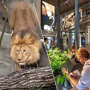 ARTIS Royal Zoo  Groote Museum