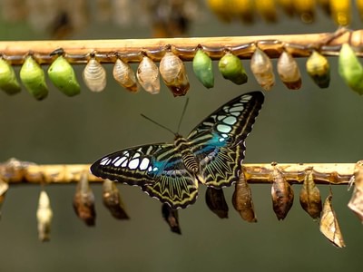 Butterfly at hagaparken mlzlultz