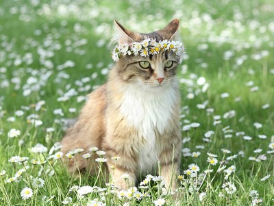 Cat with daisy crown mibnid4b