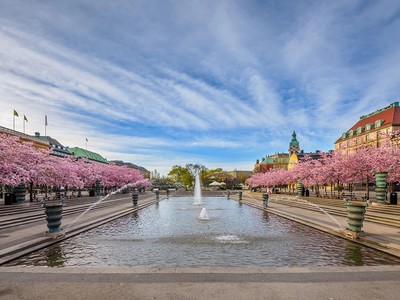 Cherry blossoms at kungstradgarden npilo2uh