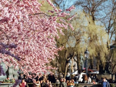 Cherry blossoms in kungstradgarden qqlkcnal