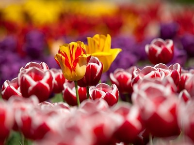 Colourful tulips dxsfc1xh