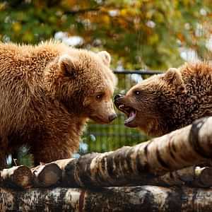 Copenhagen ZOO