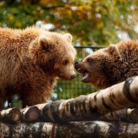 Copenhagen ZOO