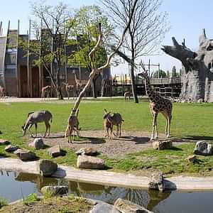 Rotterdam Zoo Diergaarde Blijdorp