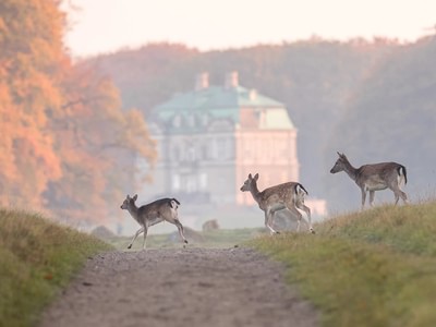 Dyrehavn in fall with deer sandqiz1