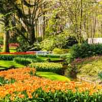 Marvel at the tulips and other flowers at Keukenhof