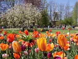 Fun facts about Keukenhof and tulip season