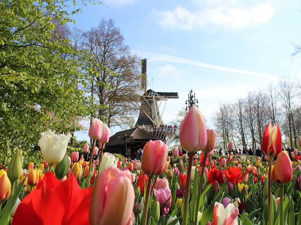 Photography tips for your visit to Keukenhof: Let the flowers inspire you