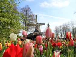 Photography tips for your visit to Keukenhof: Let the flowers inspire you
