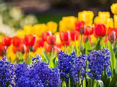 Keukenhof mei 4 1340459