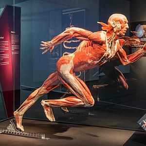 KÖRPERWELTEN - BODY WORLDS Berlin