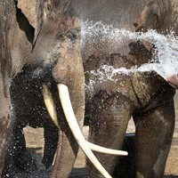 ARTIS Amsterdam Royal Zoo