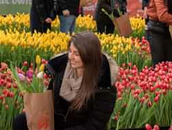 National Tulip Day celebrations in Amsterdam