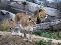 See the lions at the zoo