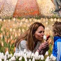 The Tulip Experience Amsterdam: ticket only