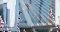 https://api.tours-tickets.com/media/geylm0ij/rotterdam-spring-flowers.jpg?anchorcenter&modecrop&width1270&height680&rnd133136779819400000&formatwebp