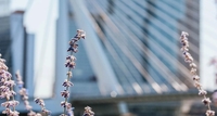 https://api.tours-tickets.com/media/geylm0ij/rotterdam-spring-flowers.jpg?anchorcenter&modecrop&width1270&height680&rnd133136779819400000&formatwebp