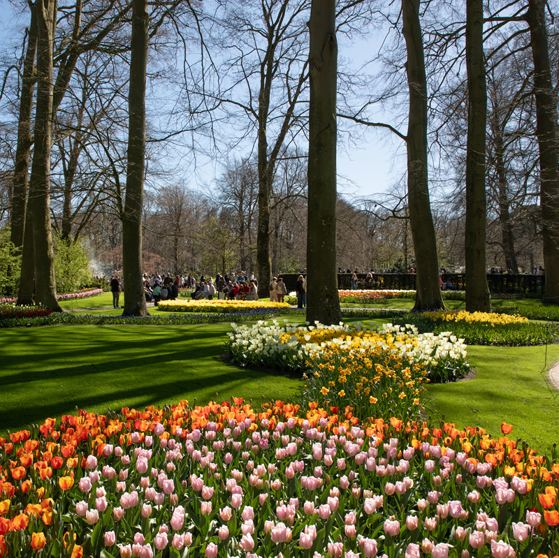 Keukenhof - Amsterdam Bus Transfer – afbeelding 4
