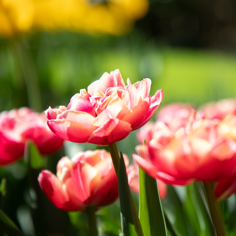 Keukenhof Entry Tickets – afbeelding 2