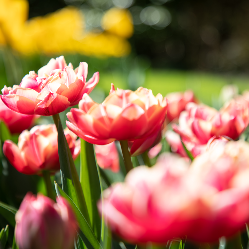 Keukenhof bus tour from Amsterdam – afbeelding 3
