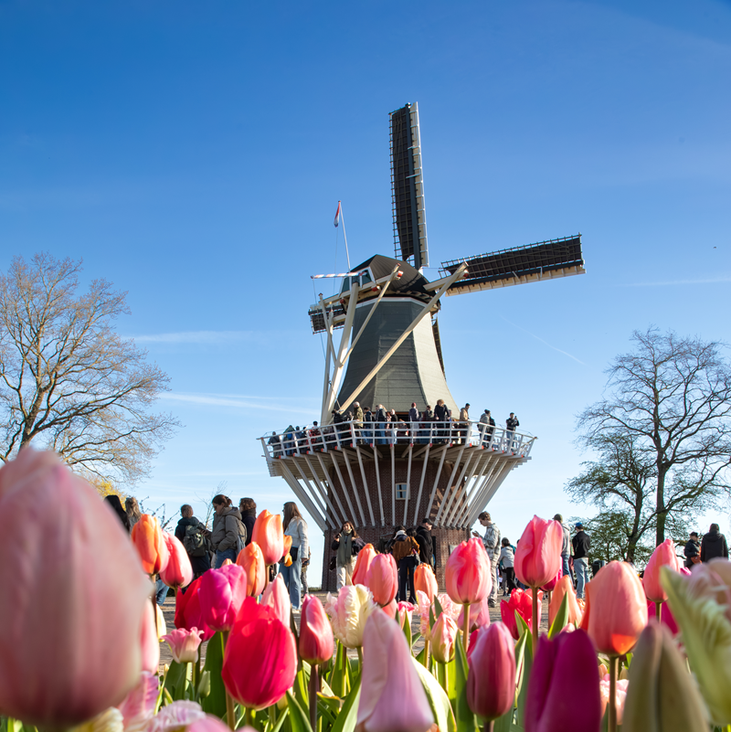 Keukenhof Entry Tickets – afbeelding 3