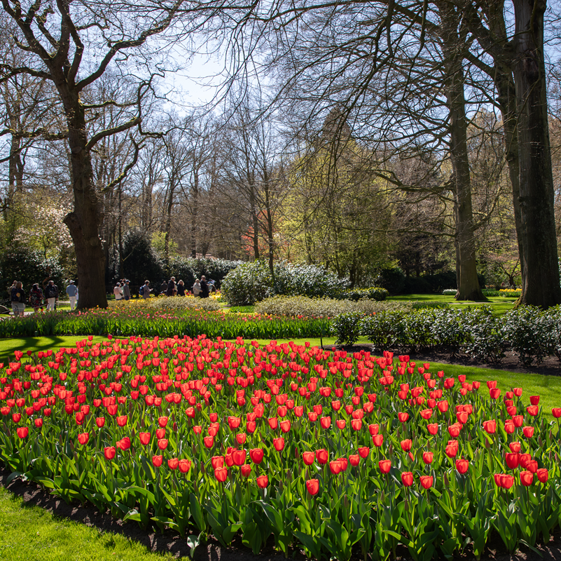 Keukenhof - Amsterdam Bus Transfer – afbeelding 3