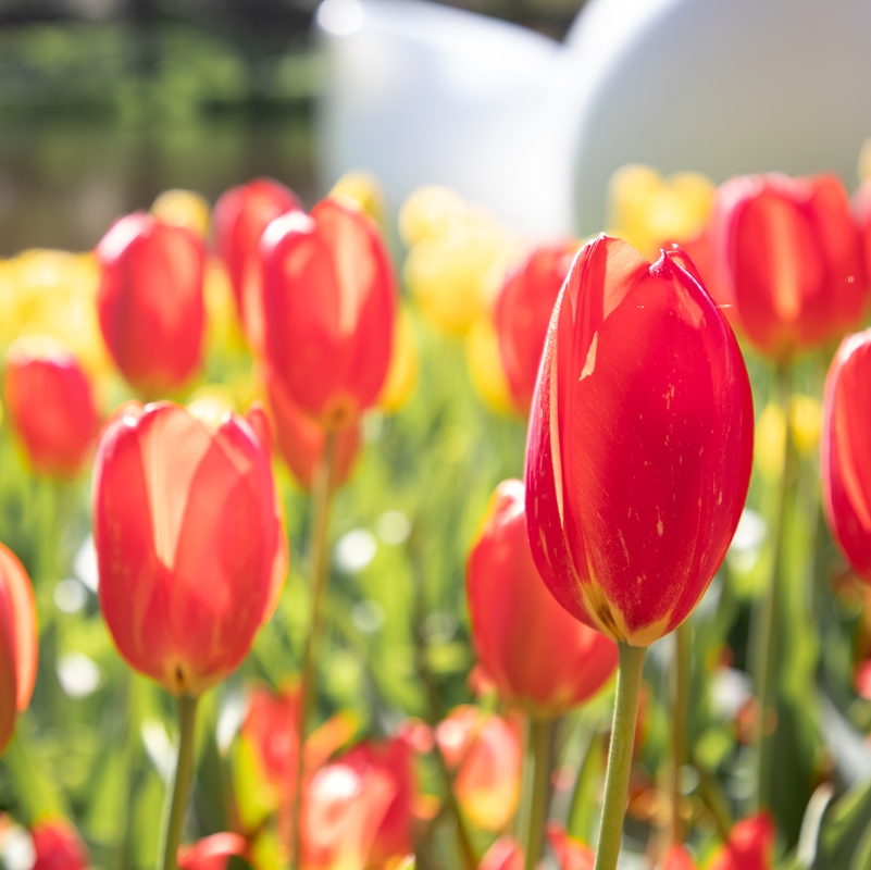 Keukenhof Day Trip with Guided Tour, Free Time and Bus Transfer