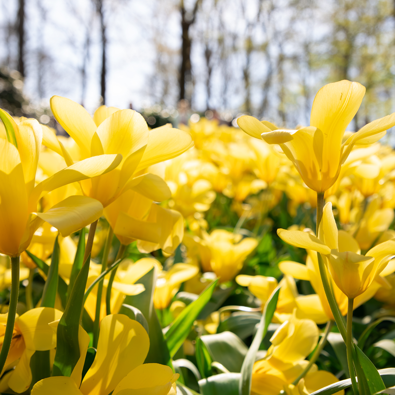 Keukenhof Entrance + Amsterdam Canal Cruise