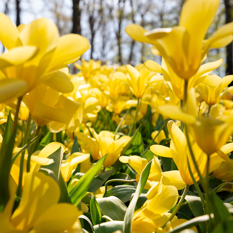 Keukenhof day trip from Amsterdam + Amsterdam Canal Cruise
