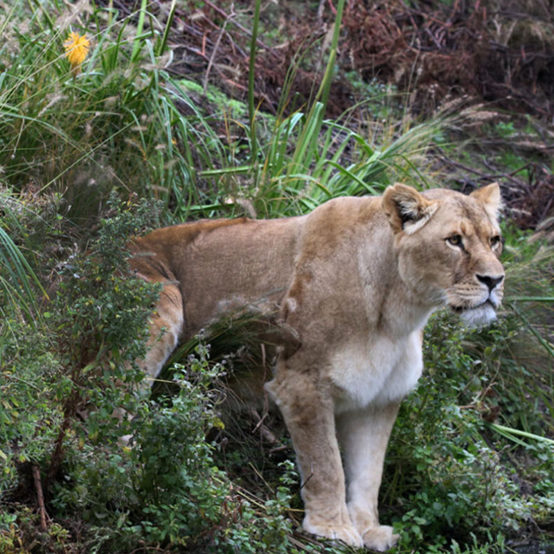 ARTIS Amsterdam Royal Zoo – afbeelding 4