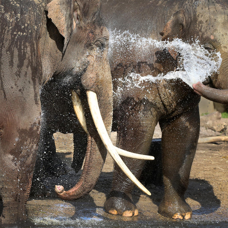 ARTIS Amsterdam Royal Zoo – afbeelding 2
