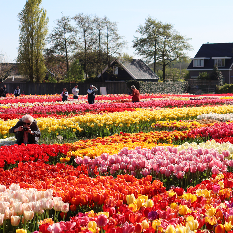 The Tulip Experience Amsterdam: Ticket only – afbeelding 4
