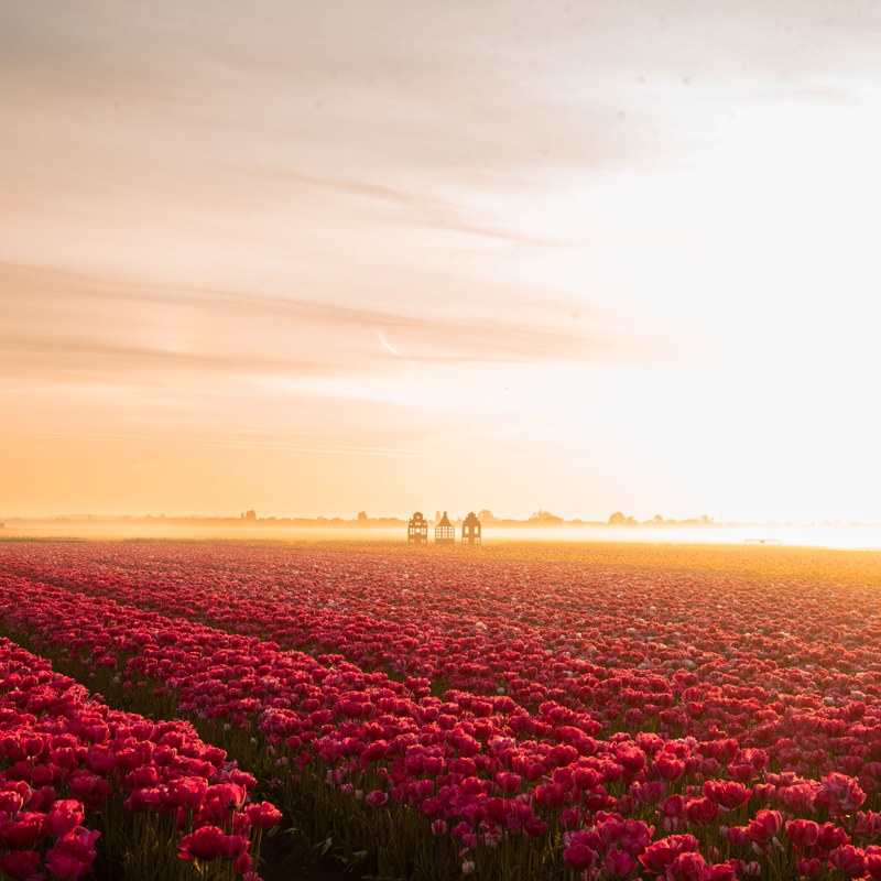 The Tulip Experience Amsterdam: Ticket only – afbeelding 5