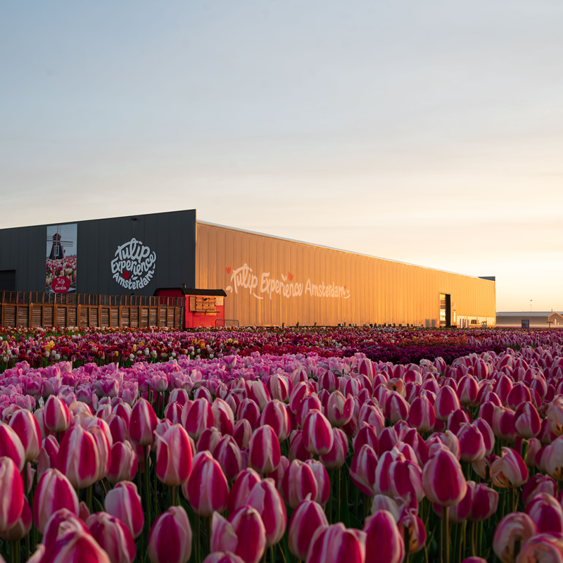 The Tulip Experience Amsterdam: Ticket only – afbeelding 3