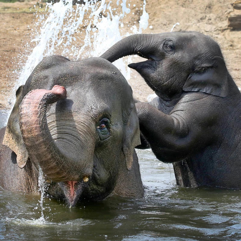 ARTIS Royal Zoo + Groote Museum