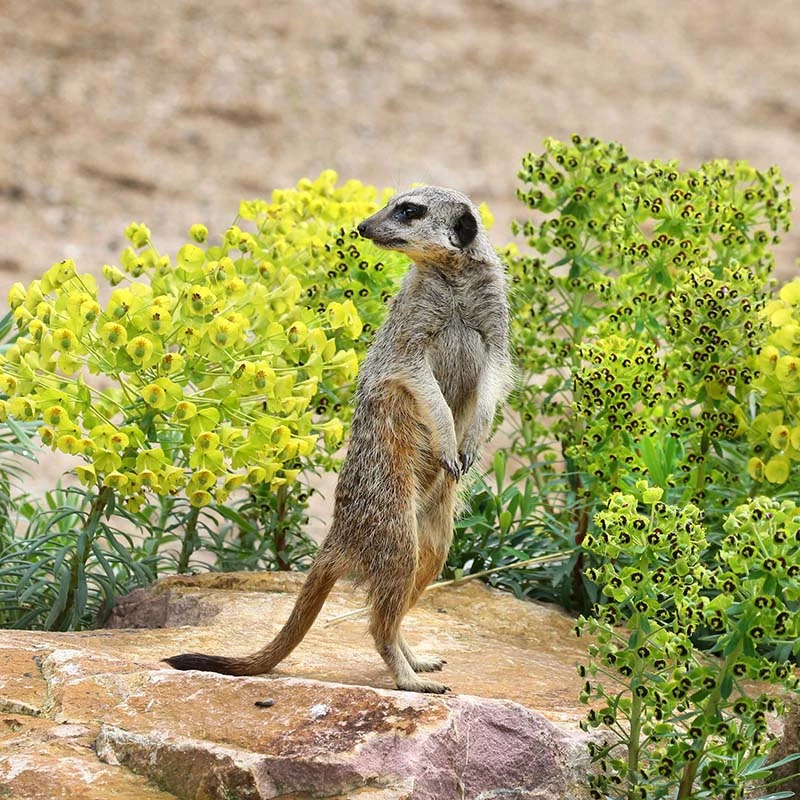 ARTIS Royal Zoo + Groote Museum – afbeelding 3