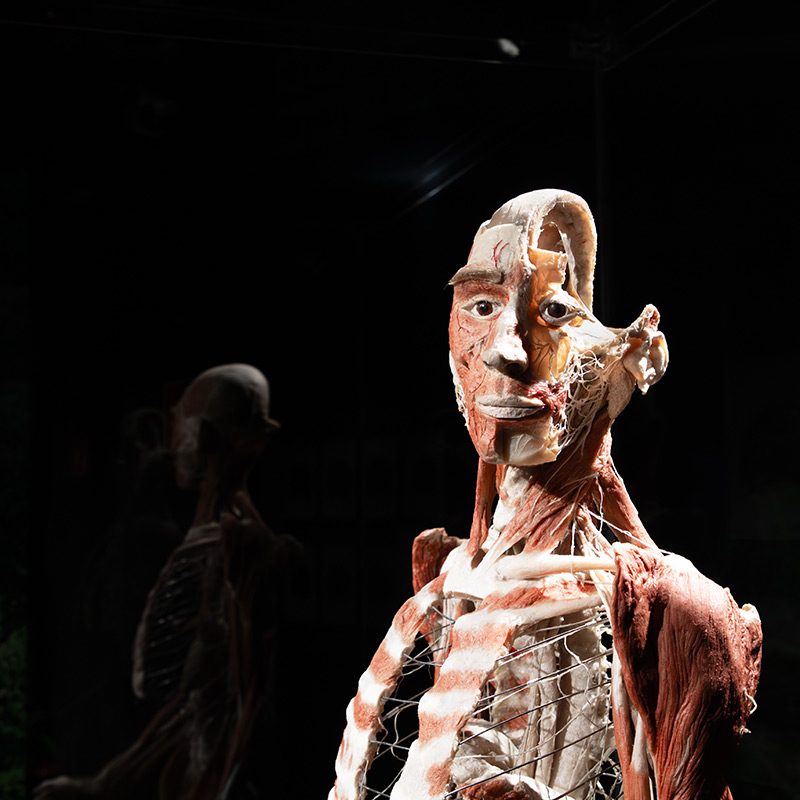 BODY WORLDS Amsterdam – afbeelding 2