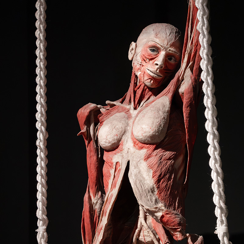 BODY WORLDS Amsterdam – afbeelding 4