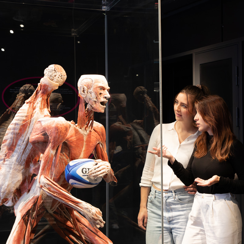 BODY WORLDS Amsterdam – afbeelding 5
