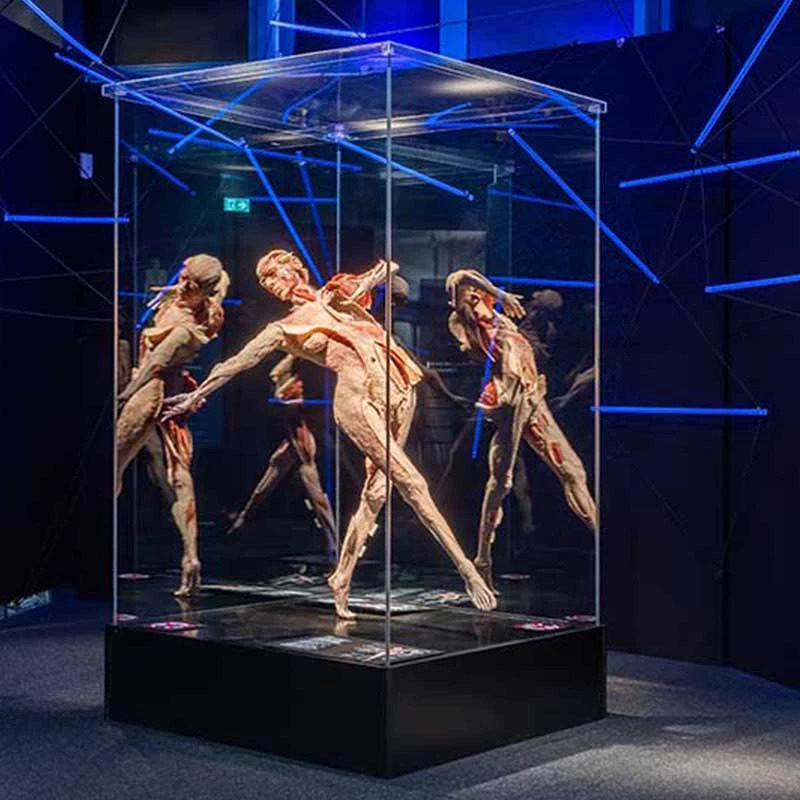 KÖRPERWELTEN - BODY WORLDS Berlin – afbeelding 2