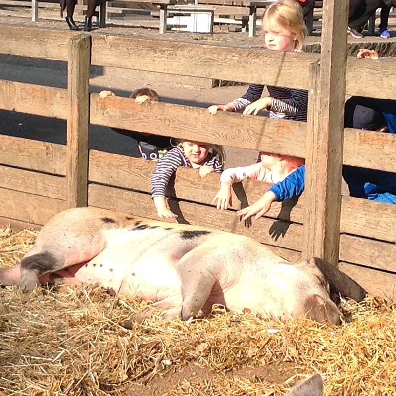 Copenhagen ZOO – afbeelding 2