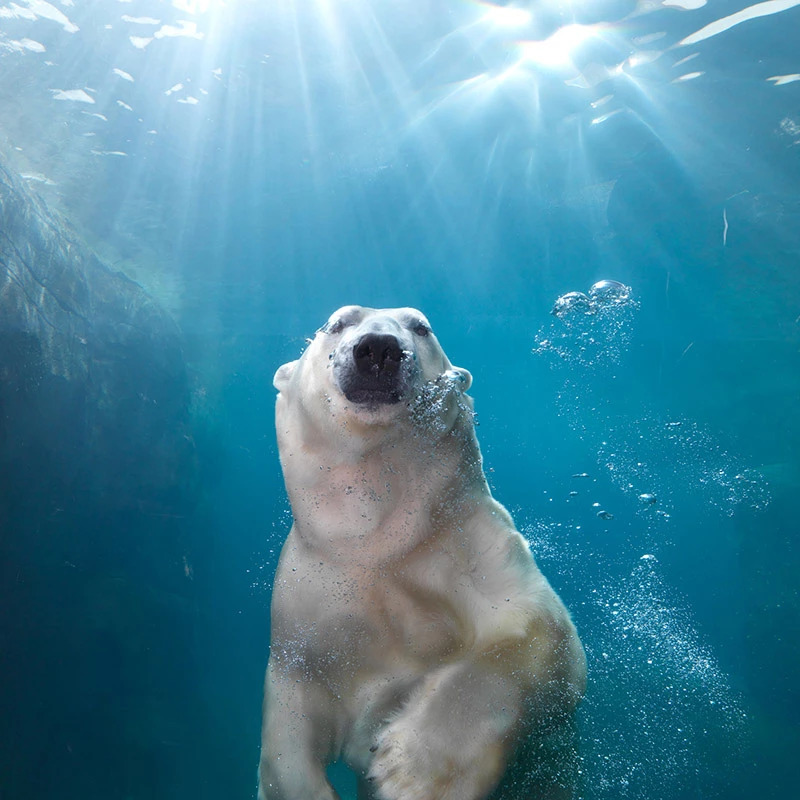 Copenhagen ZOO – afbeelding 4