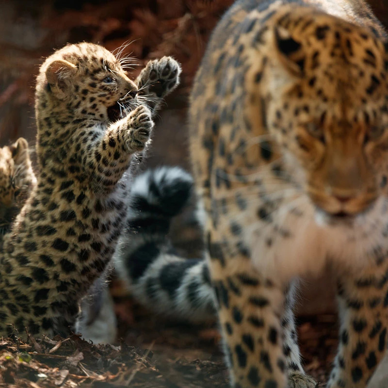 Copenhagen ZOO – afbeelding 5