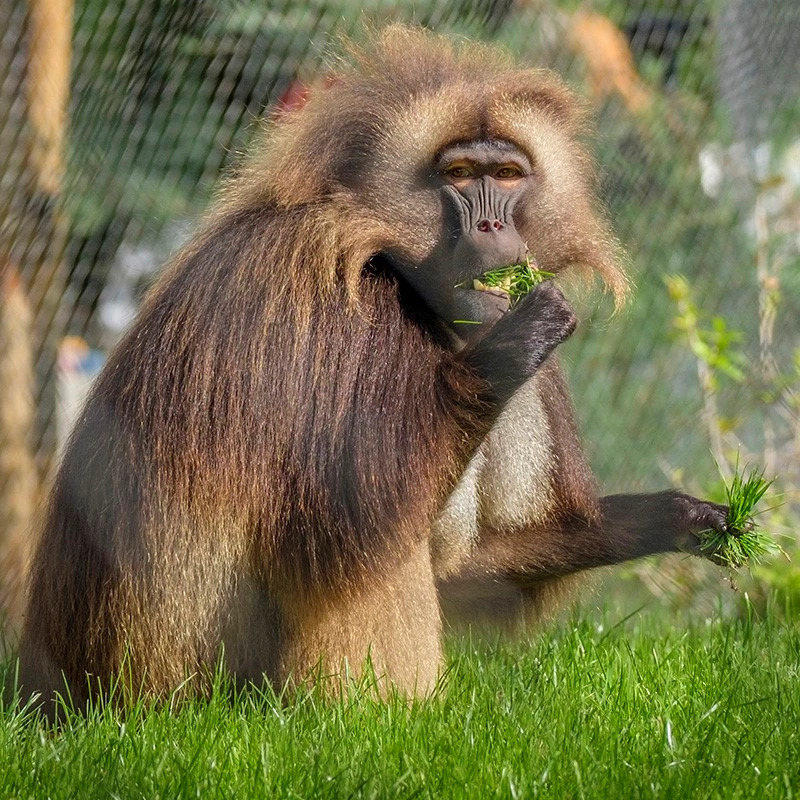 Rotterdam Zoo Diergaarde Blijdorp – afbeelding 2