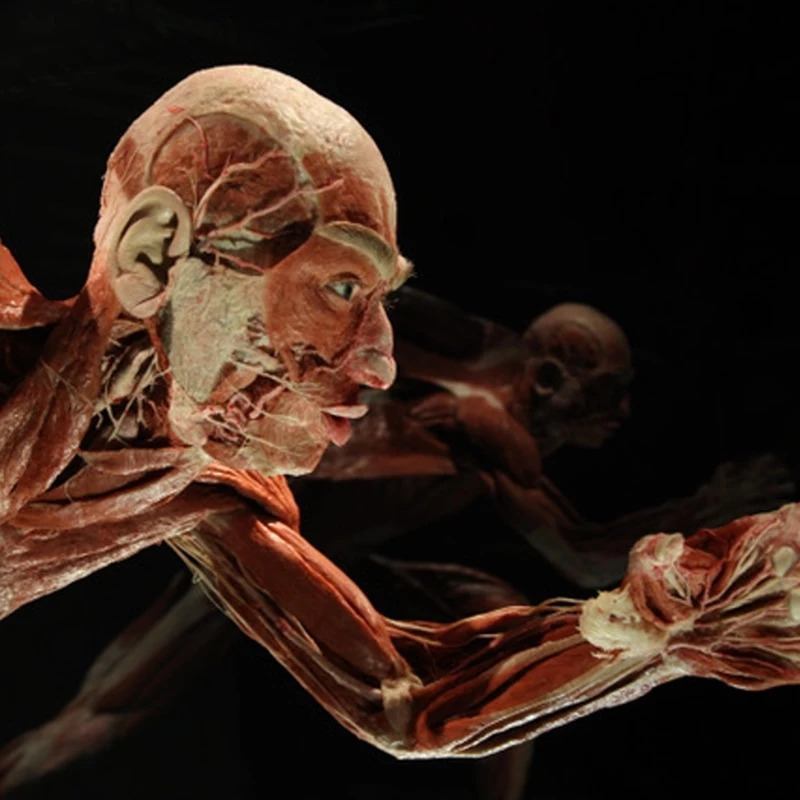 KÖRPERWELTEN - BODY WORLDS Berlin – afbeelding 3